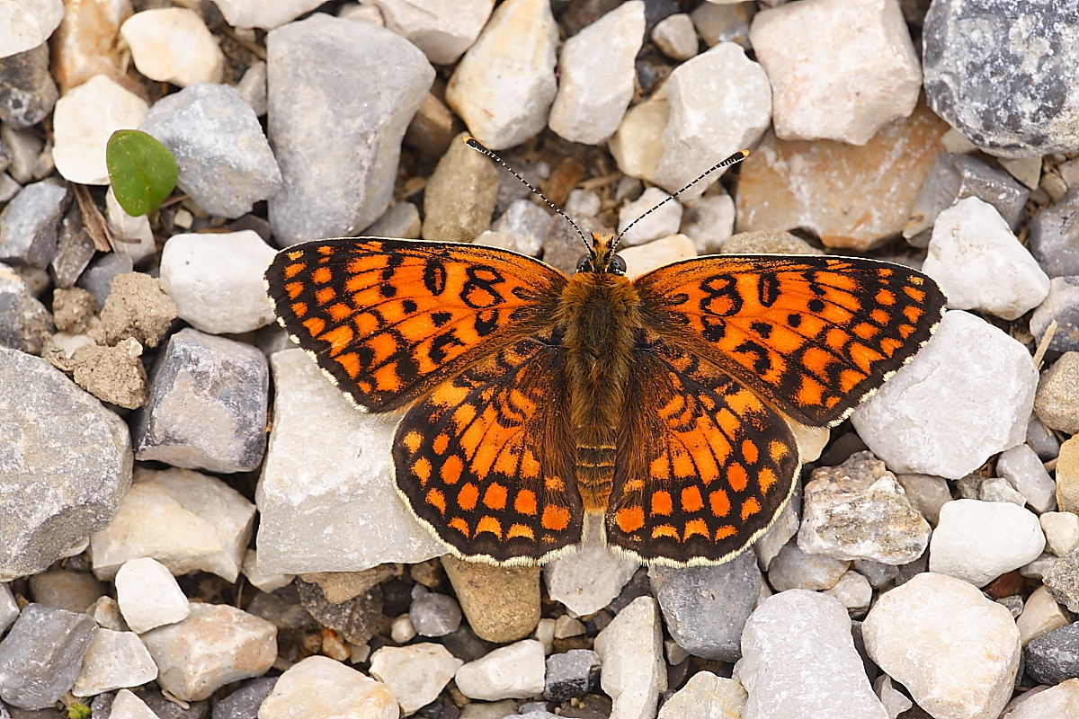 Melitaea phoebe